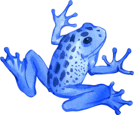 Watercolor illustration of tropical tree frog.